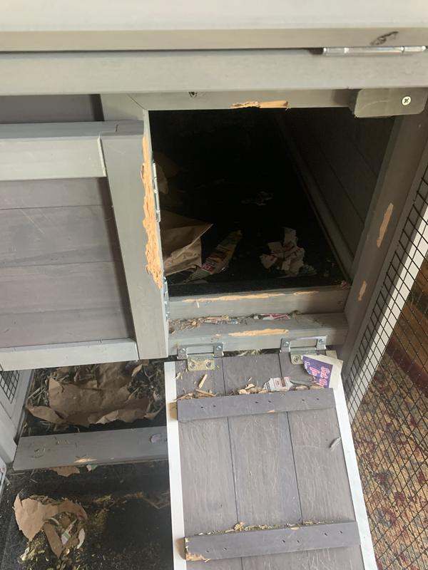 In 2 weeks only being in the cage at night