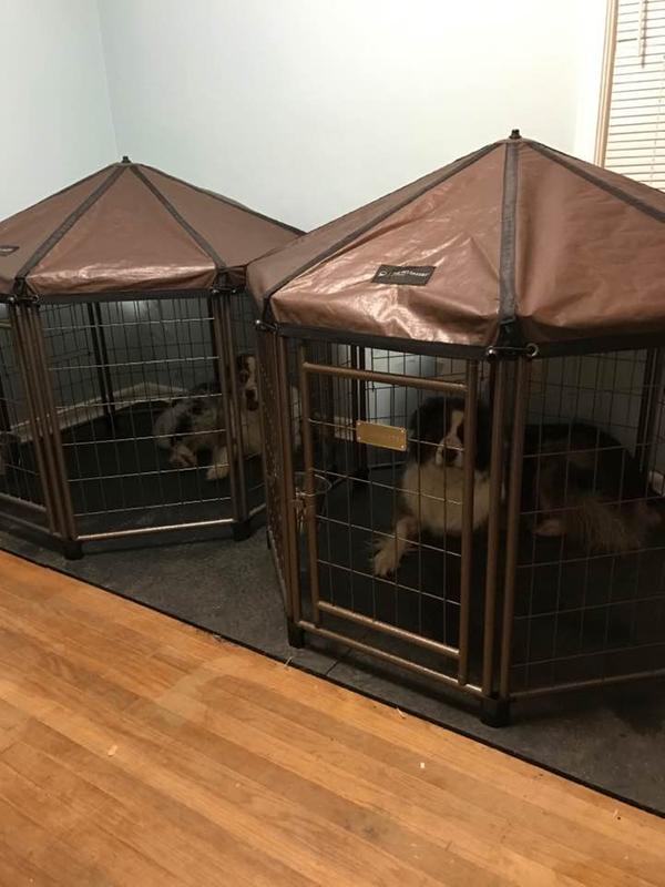 Aussies in their gazebos