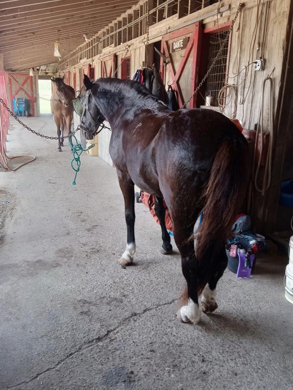 My 29year old Paso fino looks great and feels goodsince I started usi g the se ior max e glo .