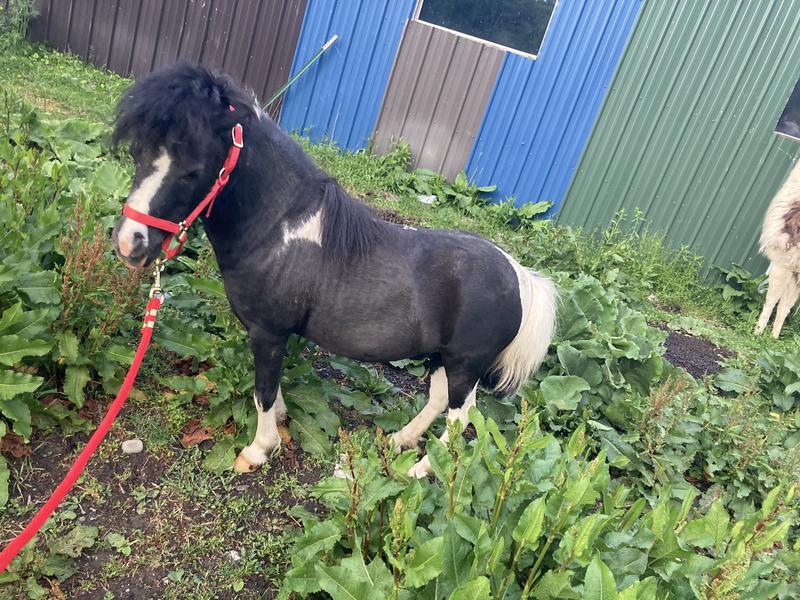 The lead tops is the one connected to him