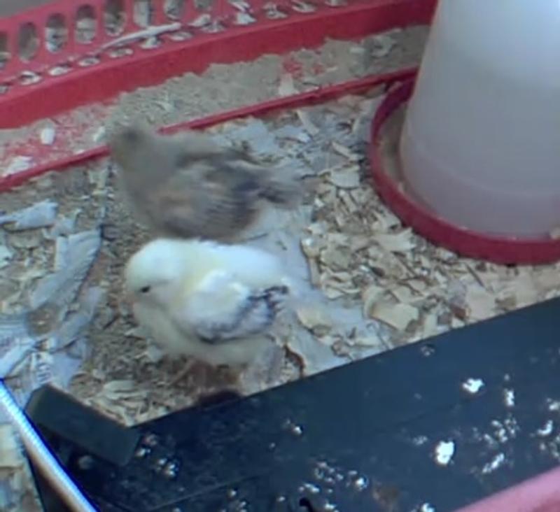 Most are under the brooder, happy chicks!
