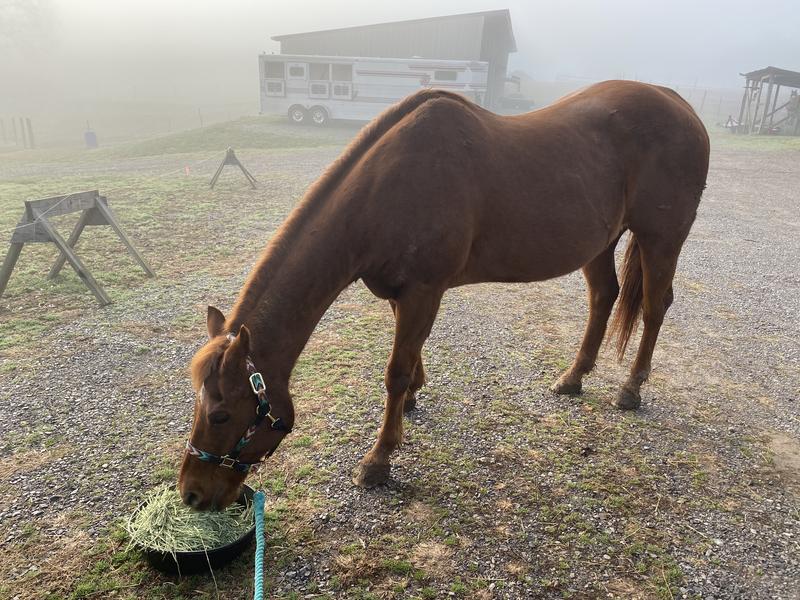Cherokee enjoying the alfalfa