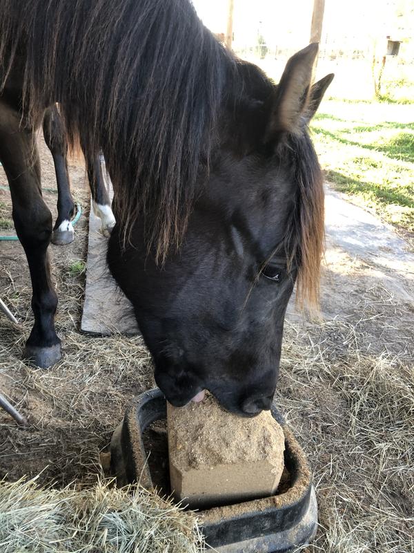 Yep Pepsi loves his horse block. Thank you Dumor