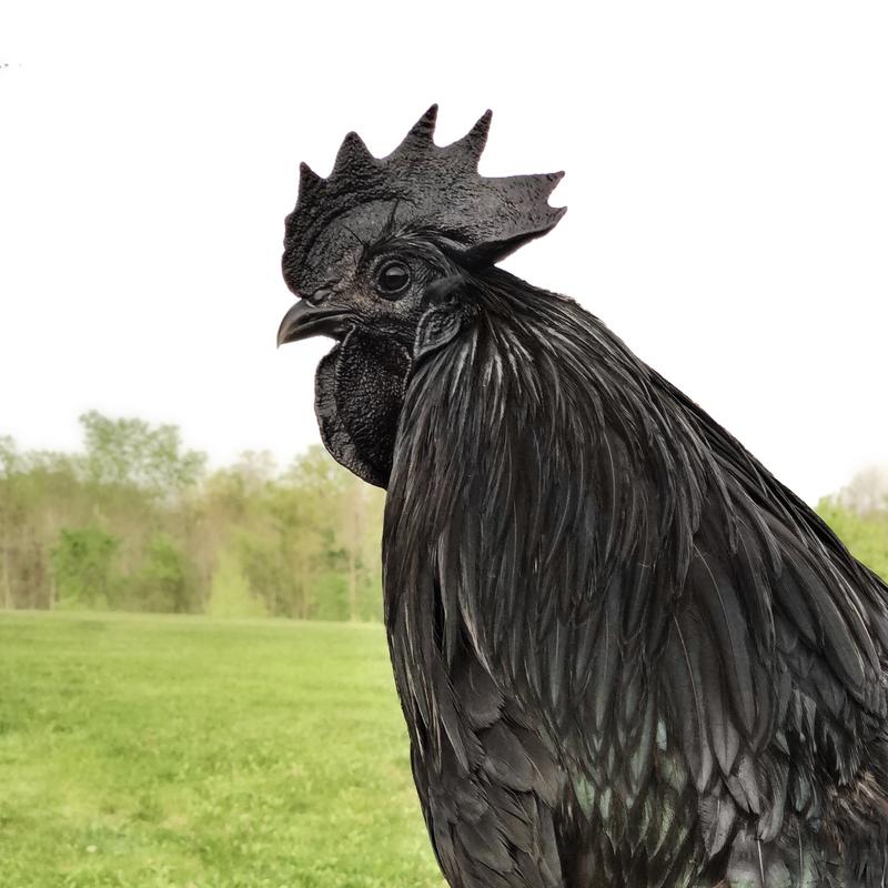 Some of the birds bathed and cowboy magic applied for shine