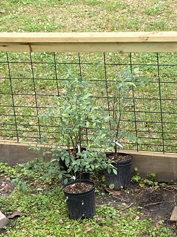 Hog wire fence