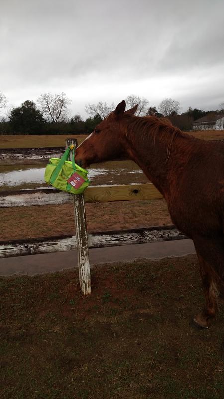 Friday and his new bag.