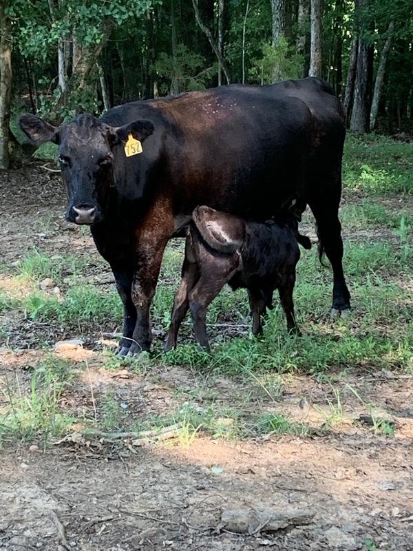 Up and taking care of her calf