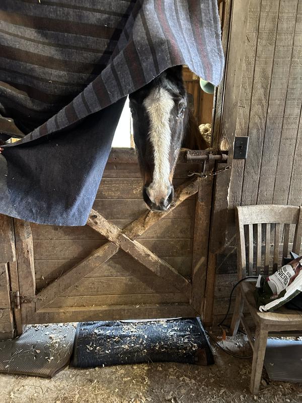 A lady & her 39 year old Tennessee walker