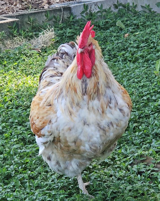 My beautiful Clementine.  3 yr old Splash Orphington