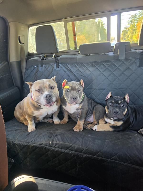 The 2 pups on the right are on this food