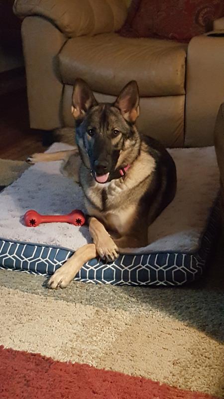I dont always eat cookies in bed, but when I do. They're Blue Wilderness Duck Treats