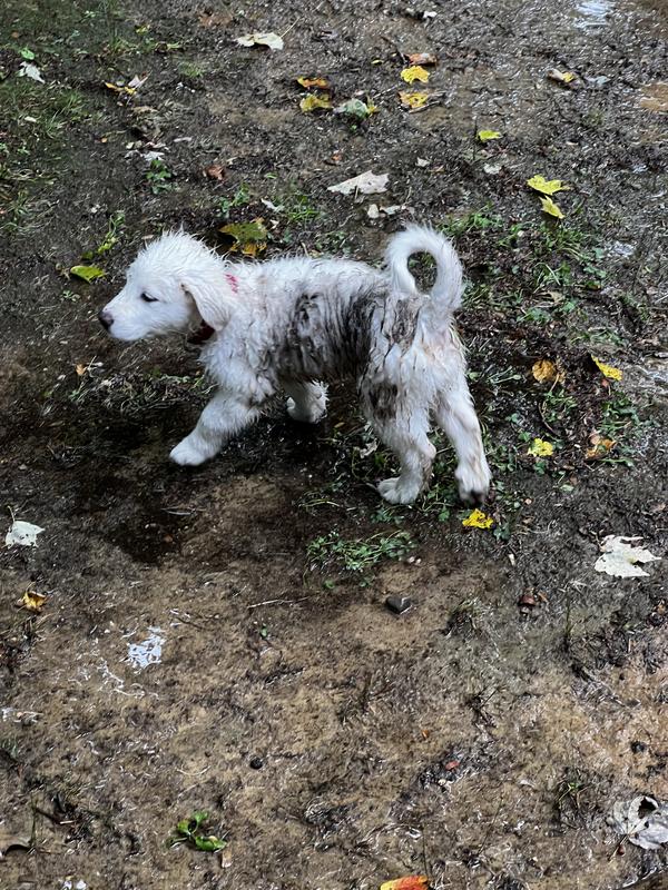 Twelve weeks old and full of mischievous acts.