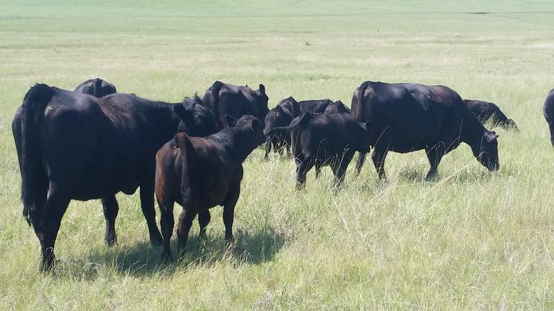 Cows are where they're supposed to be!