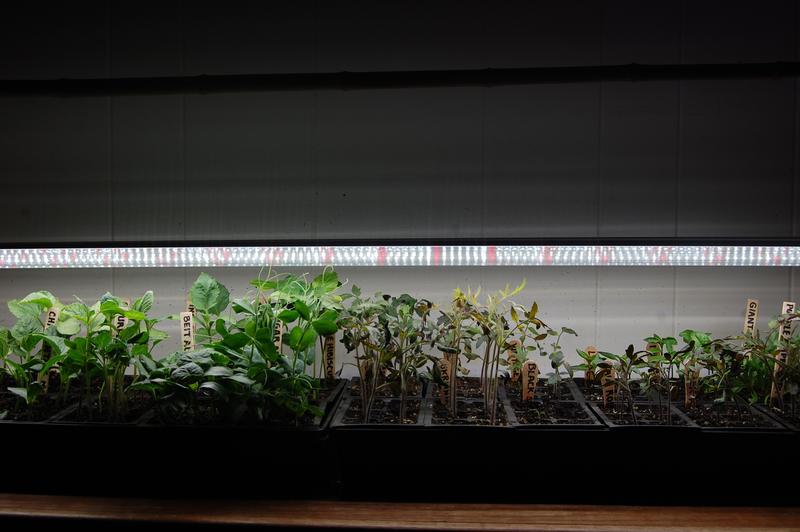 Seedlings under LED Grow Light