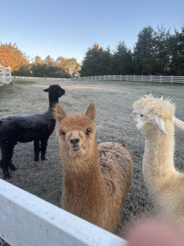 Amazing Alpacas!