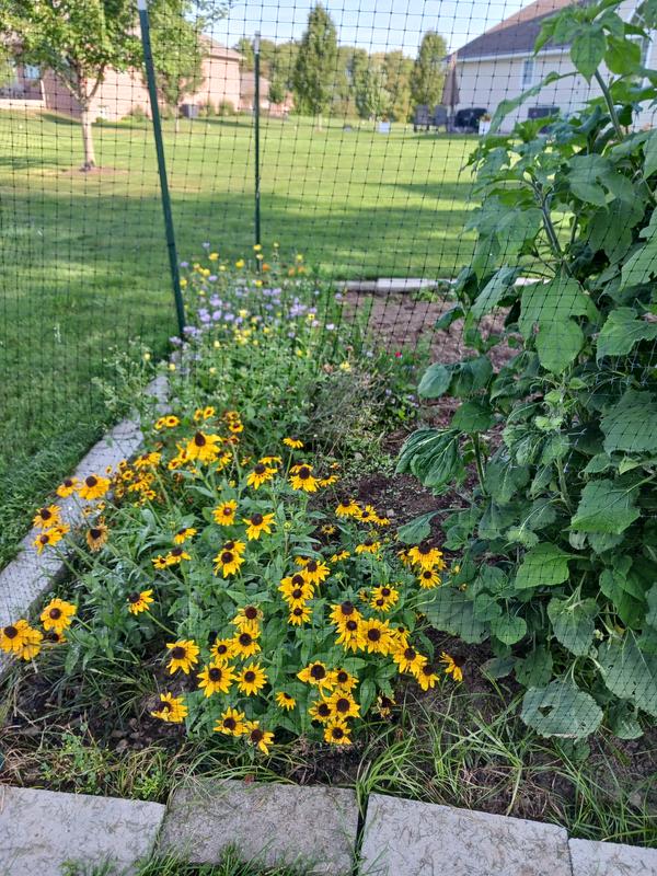 Pollinator plants inside fence