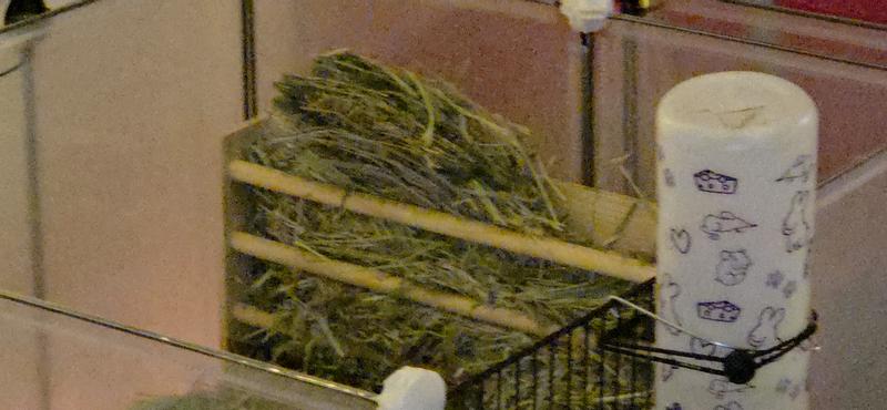 Timothy hay stuffed in guinea pig hay feeder.