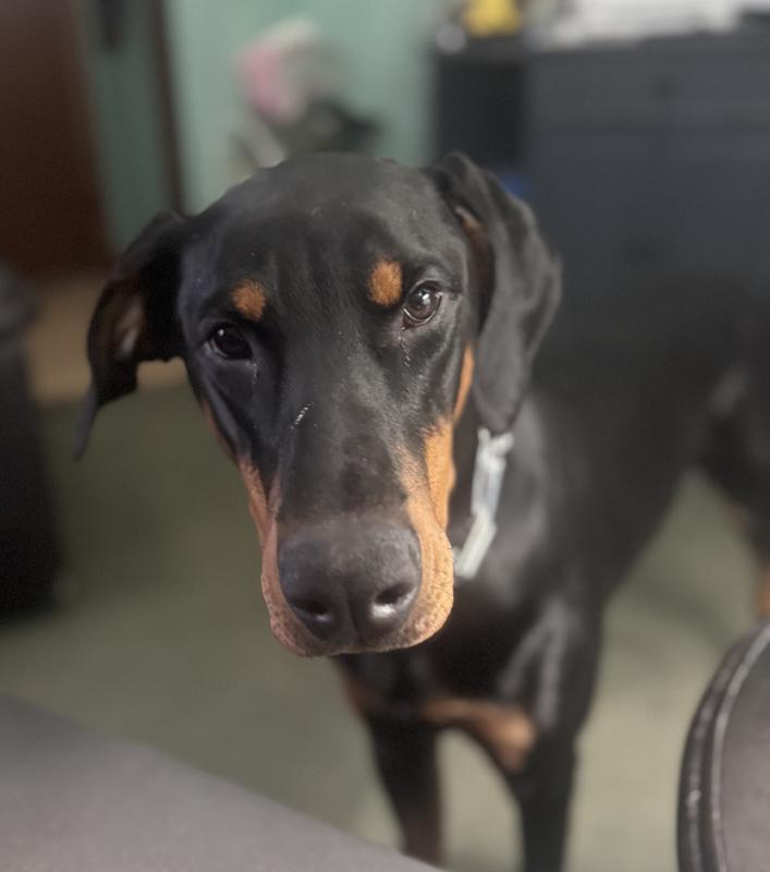 He is a big boy, I purchased the xl