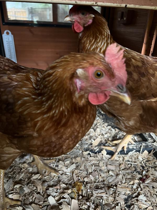 Happy healthy hens