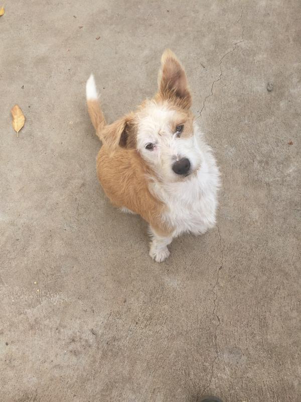 Scotty
