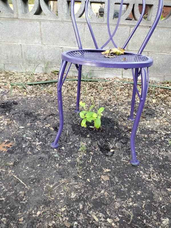Baby Blue under the chair so my pup doesn't trample it. Looks healthy 😃