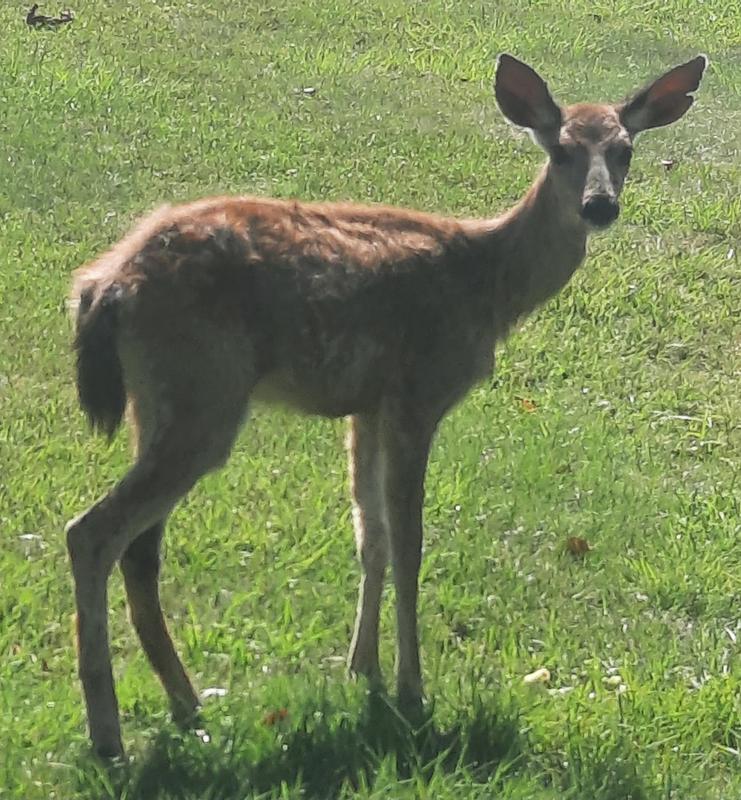 Another after picture of using this brand of food