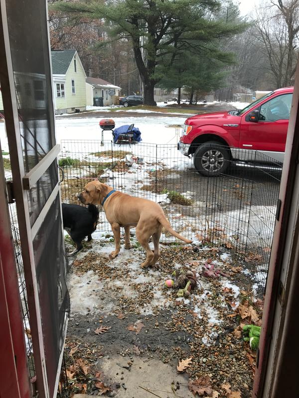 Big dog gives the ease of letting them out when needed