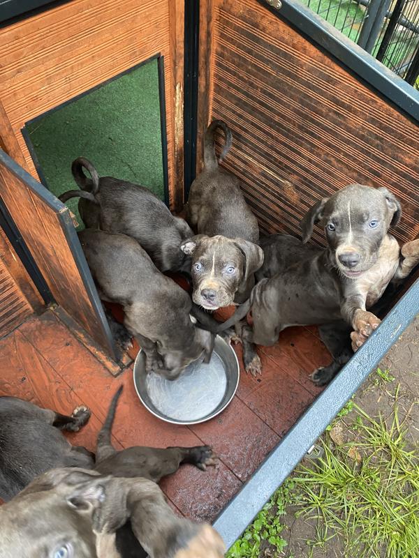 Kennel keeps the puppies comfortable and secure.