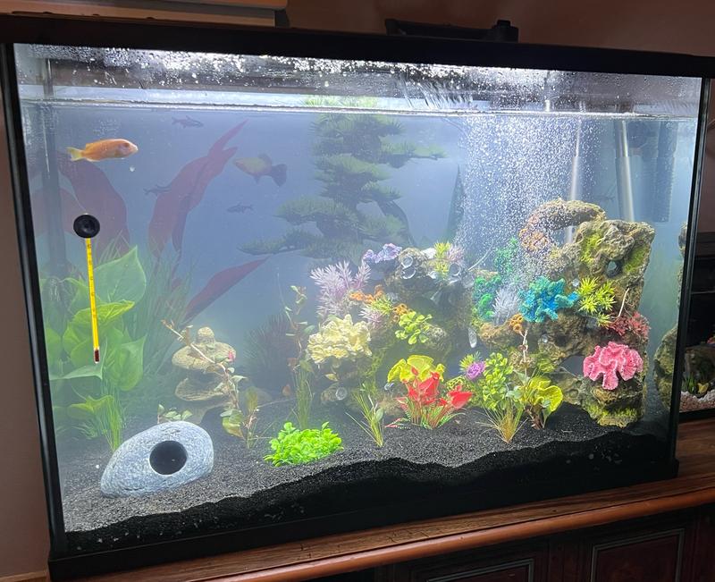 39 gallon tank - 1 bag of washed media