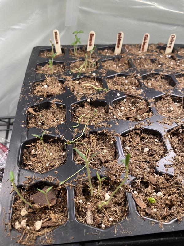 Example on how my seedlings are coming up. Not great. I have 250 plants growing beautifully not including the two trays that seem to not want to grow using this stuff
