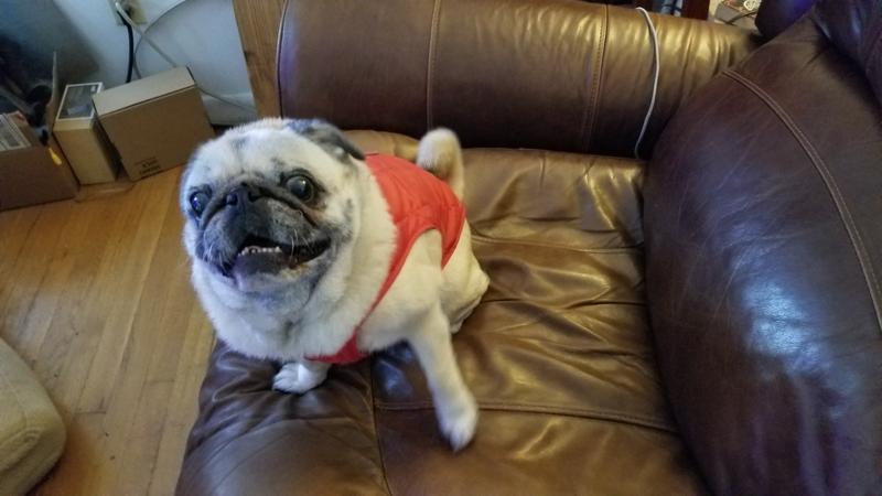 Happy Pug!