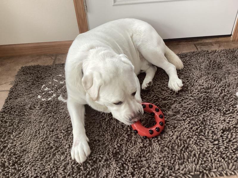 Larry’s favorite chew toy