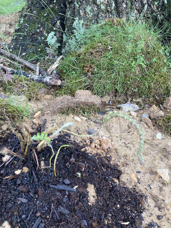 The roots took shape really fast!