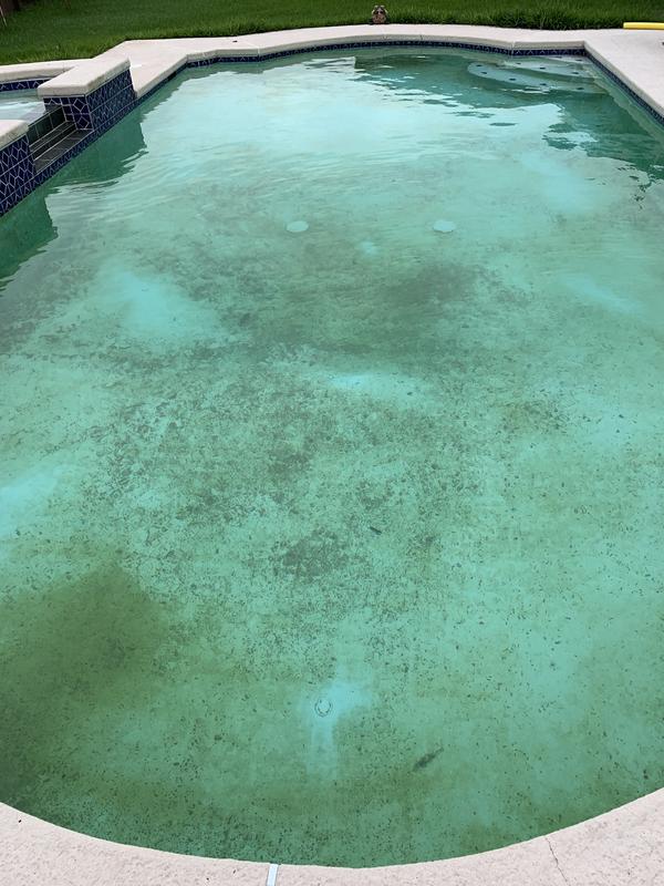Algae