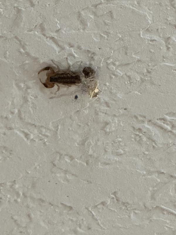Baby scorpion on my ceiling