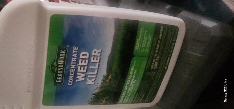 The green patch is Creeping Charlie and other herbicide