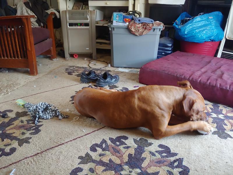 Carcass of toy(left) while Kanan eats the squeeker