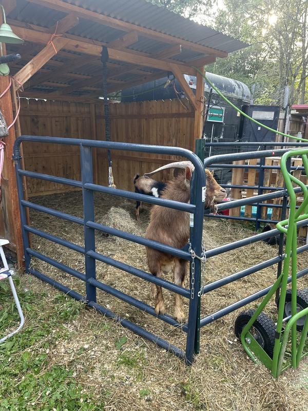 My goats happy in their own pen!
