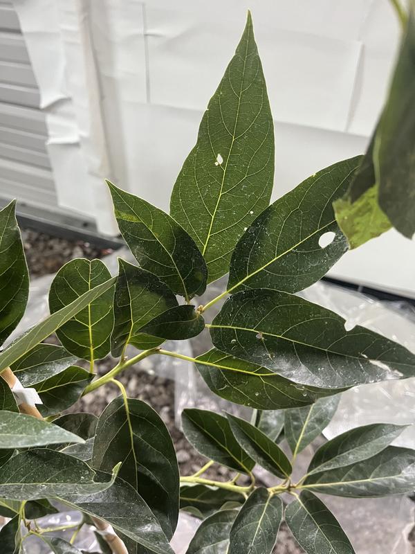 My two avocado trees