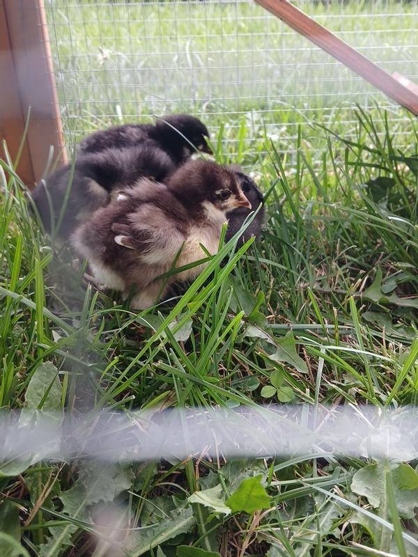 My little chicks