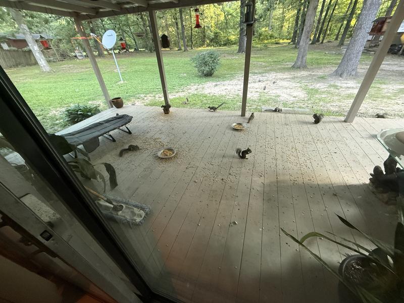 Our squirrels