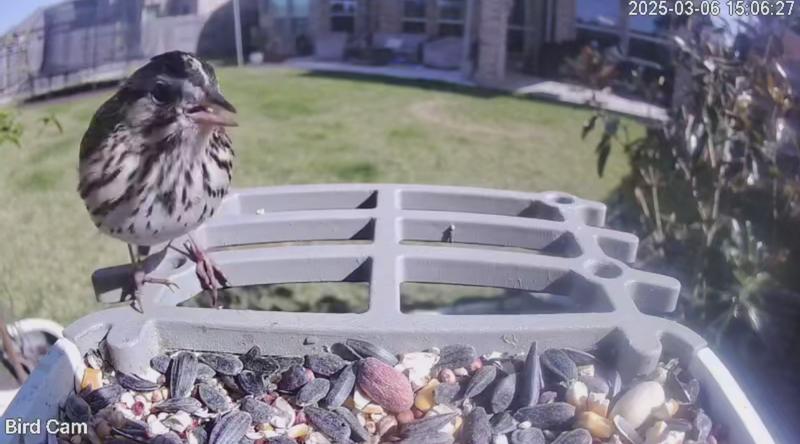 Song sparrow enjoying its food