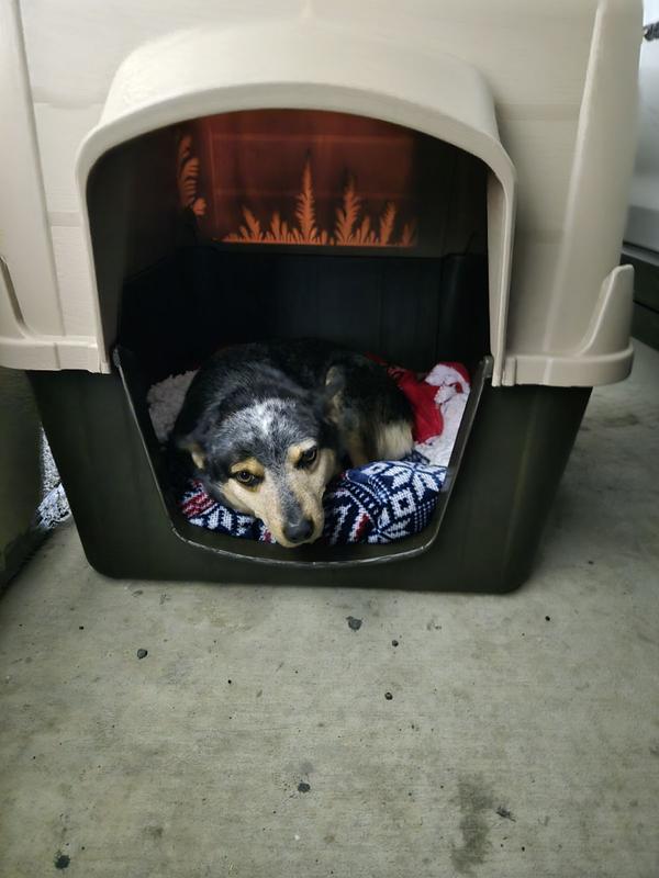 Nice, cozy and comfy for this guy!