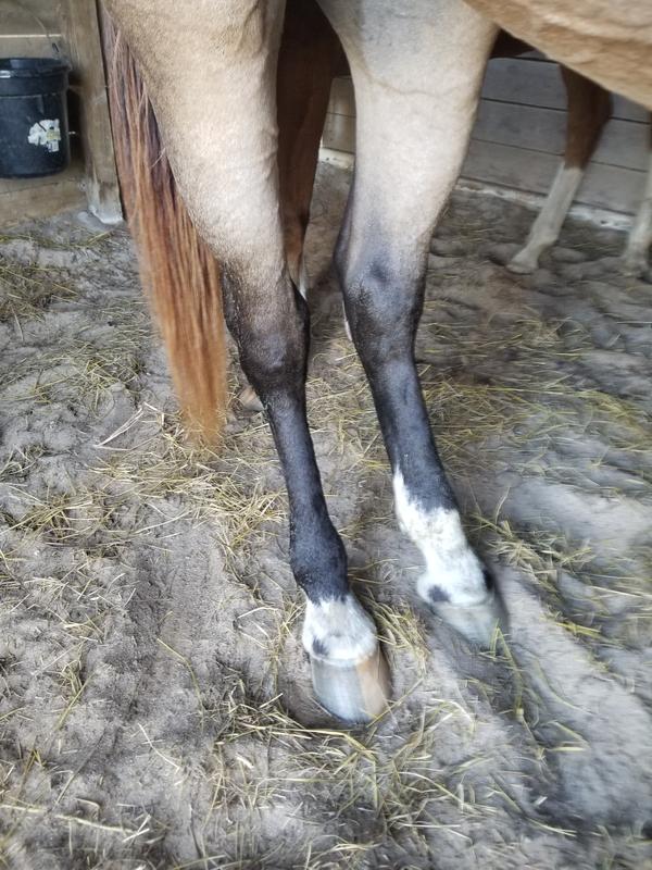 Brought our horses home after 10 yrs. Oct 2022 before treatment w/ Glucosamine 5000 & Equioxx
