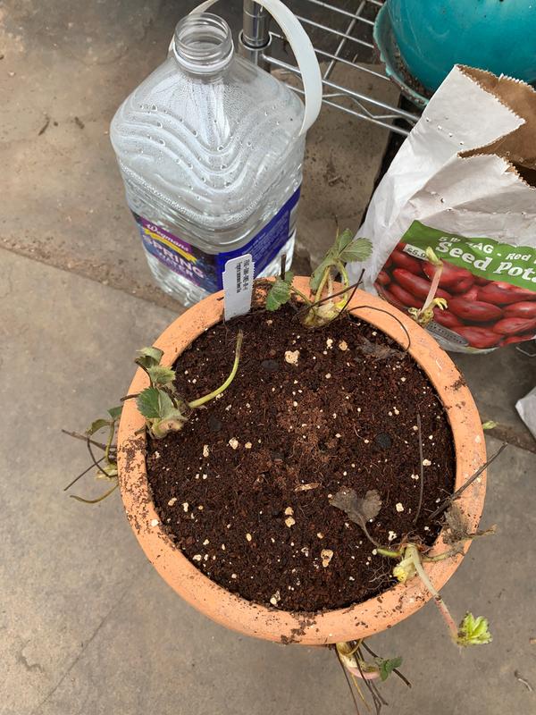 Immediately after planting.