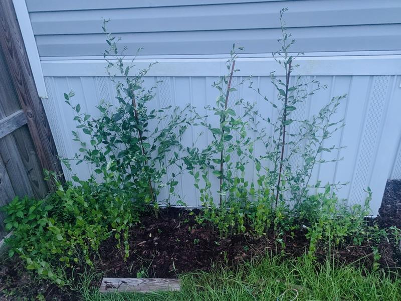 3 main plants also more growing beside them