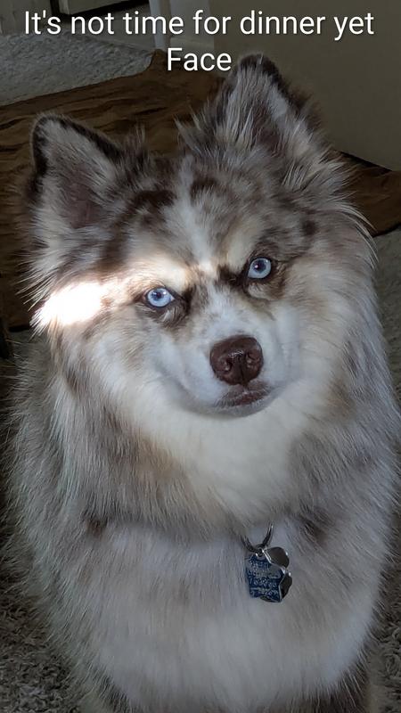 Pepper is a rescued Pomsky. He is 4 yrs old & is protected by Nexgard plus. He's a happy boy 🐾🐕‍🦺