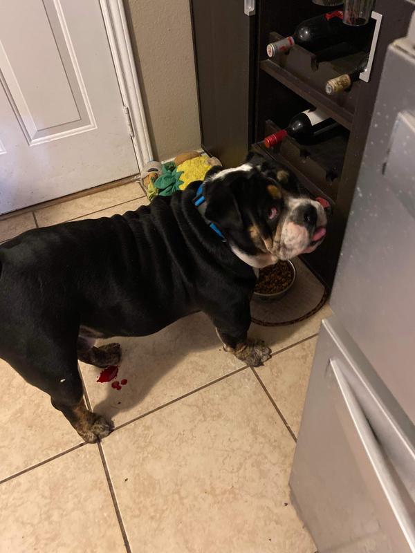 The person who recommended these sent me this of their dog