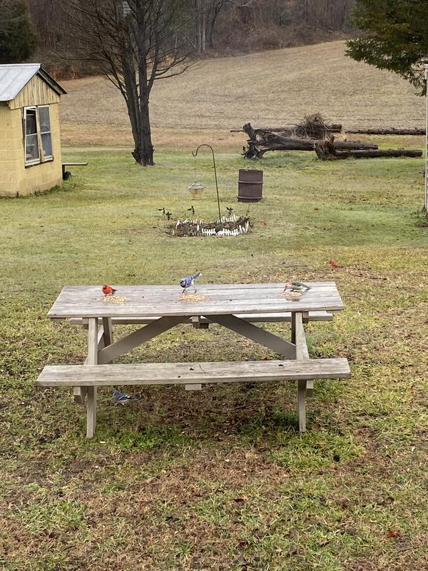 Blue jays cardinals and woodpeckers are my neighbors!