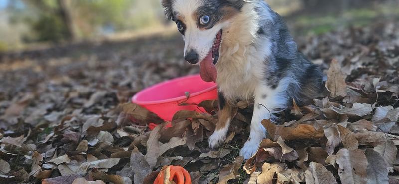 Small but fierce working dog!